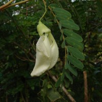 Sesbania grandiflora (L.) Poir.